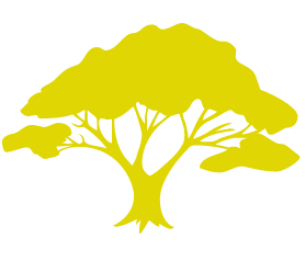 Marula Tree